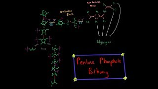 Pentose Phosphate Pathway EVERYTHING YOU NEED TO KNOW BIOCHEMISTRY MCAT [upl. by Sarazen]