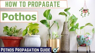 How to Propagate Pothos  Pothos Propagation Guide [upl. by Frasco]