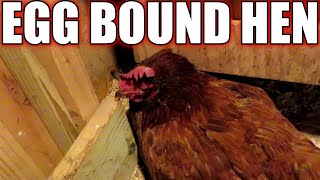 My egg bound hen  Signs and symptoms [upl. by Akire]