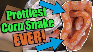 Unboxing a SCALELESS Corn Snake from South Mountain Reptiles [upl. by Gereron]