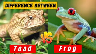 What is The Difference Between a Frog and a Toad  Hidden Facts and Comparison  Learning video [upl. by Stoops]