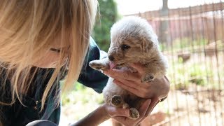 A kuvasz legnagyobb ellensége nem a betörő hanem az előítélet  NLCafé [upl. by Penelope]