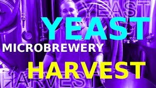 YEAST HARVEST How To Microbrewery [upl. by Zelma]