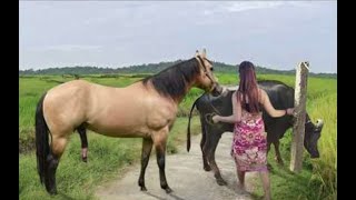 My sister training care her lovely horse in beginner 2021 [upl. by Naesad]