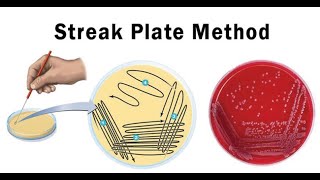 Lab technique microbiology Streak plate method [upl. by Nwahsor]