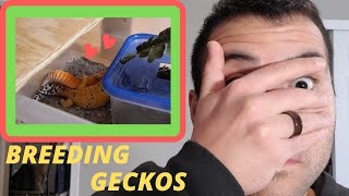 Leopard Gecko Breeding Setup How I Breed My Leopard Geckos [upl. by Delinda433]