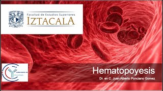 Hematopoyesis [upl. by Ilah]