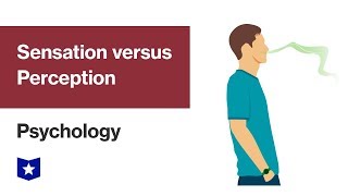 Sensation versus Perception  Psychology [upl. by Atena656]