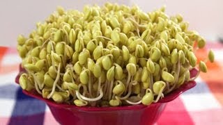 How to grow Soybean Sprouts Kongnamul 콩나물 [upl. by Joy]