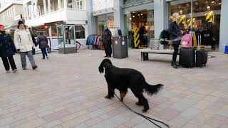 Gordon Setter [upl. by Yelraf]