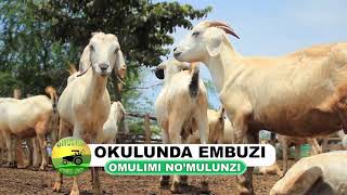 Okulunda embuzi part one [upl. by Faith246]