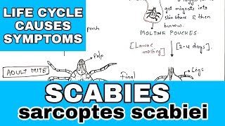 Scabies  sarcoptes scabiei  Life cycle causes symptoms  Bio science [upl. by Durwyn]