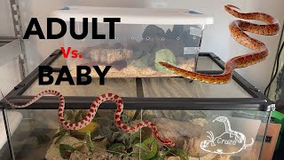 Adult Vs Baby Corn Snake Care [upl. by Rea666]