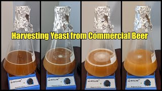 Harvest Yeast from Commercial Beer  Step by Step Instructions [upl. by Allin108]