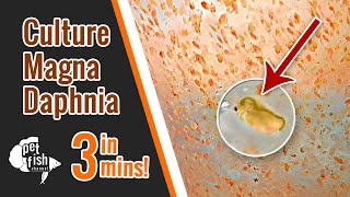 How to culture DAPHNIA MAGNA  The easy way [upl. by Enneiluj462]