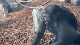 Home Safari  Western Lowland Gorilla  Cincinnati Zoo [upl. by Ilrahs900]