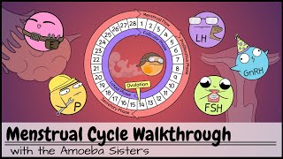 The Phases of the Menstrual Cycle Explained [upl. by Nylarahs3]