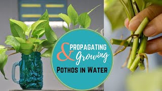 Propagating amp Growing Pothos in Water [upl. by Drewett975]