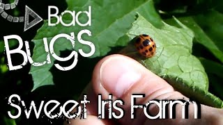 11 Common Garden Pests  Garden Pest Identification [upl. by Harpole169]