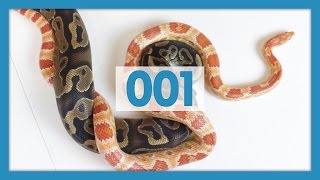 Ball Pythons VS Corn Snakes Which are Better Pets [upl. by Enaej534]