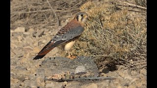 Falconry Trapping kestrels with a Bal chatri trap [upl. by Hterrag]