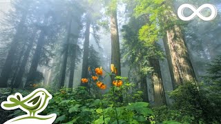 Sunny Mornings Beautiful Relaxing Music with Piano Guitar amp Bird Sounds by Peder B Helland [upl. by Nam647]