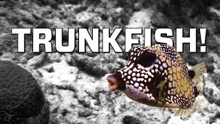 Trunkfish the cutest fish ever Ostraciidae [upl. by Linnet]