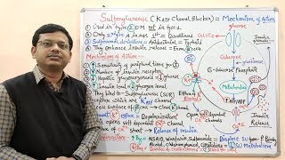 Diabetes Mellitus Part10 Mechanism of Action of Sulfonylurease  Antidiabetic Drugs  Diabetes [upl. by Brout141]