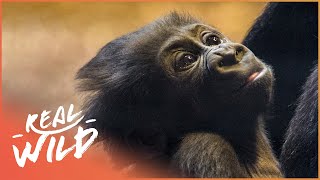 Baby Gorilla Gets Lessons From His Dad  Natures Newborns  Real Wild [upl. by Itsuj]