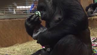 BRoll Western lowland gorilla Calaya giving birth [upl. by Louls]