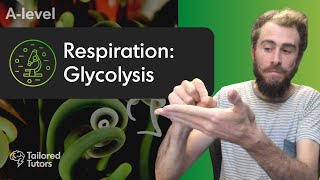 Respiration Glycolysis  A Level Biology Revision [upl. by Prager]