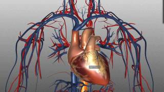 Heart Structure and Function Basics  Anatomy Tutorial [upl. by Sucramd]