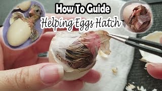 Helping Eggs Hatch  How To Save the Chick [upl. by Zoeller]