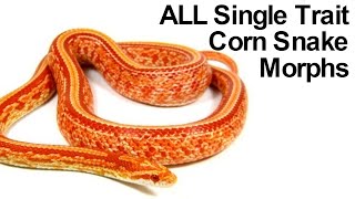 All Corn Snake Morphs [upl. by Ahsinahs430]