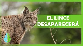 Causas de la EXTINCIÓN del LINCE IBÉRICO ⚠️ ¡DESAPARECERÁ [upl. by Beka208]