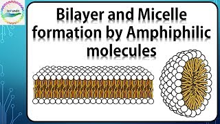 Bilayer and Micelle formation by Amphiphilic molecules [upl. by Ader839]