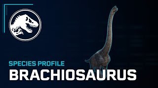 Species Profile  Brachiosaurus [upl. by Fax574]