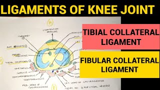 Ankle and Foot Structure and actions [upl. by Enelehcim]