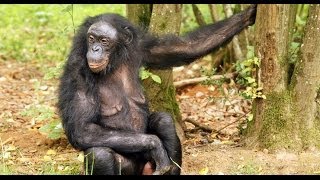 Bonobos play to the beat [upl. by Wyn]