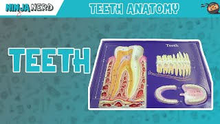 Gastrointestinal  Teeth Anatomy [upl. by Sada]