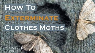 How To Exterminate Clothes Moths 🦋  Kirby Allison [upl. by Emmalynn409]