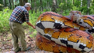 SNAKE ATTACK  A Grumpy Grumpy Corn Snake [upl. by Parrisch]