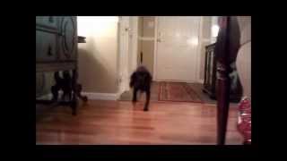 Dog Barking at Doorbell Sound Effect [upl. by Nannoc]