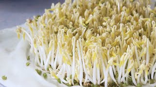 How to Grow Bean Sprouts and make Bean Sprout Salad [upl. by Madlin]