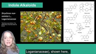 Plant Secondary Metabolism Alkaloids [upl. by Damarra]