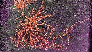 Neurons amp Synapses [upl. by Ilram446]