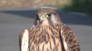 Kestrel calling [upl. by Timmons]