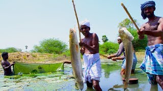 Fish Catching and Cooking  Viral Meen Kulambu  Snakehead Murrel Fish Curry Recipe  Village Food [upl. by Assiran]