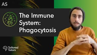 The Immune System Phagocytosis  A Level Biology Revision  AQA [upl. by Anitsugua]