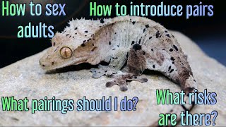 Complete Guide To Breeding Crested Geckos PT 1 [upl. by Sweyn368]